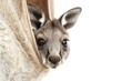 Sweet baby kangaroo joey peeking out from its mother's pouch, isolated on a transparent background