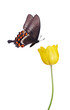 Swallowtail butterfly and yellow tulip isolated on white