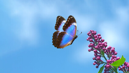 Aufkleber - bright blue morpho butterfly and purple lilac flowers against a blue sky. colorful blue butterfly flying over lilac flowers. spring background. copy space
