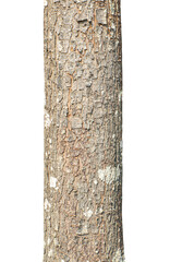 Aufkleber - Trunk of a tree Isolated On transparent Background..