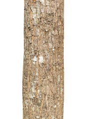 Fototapete - Trunk of a tree Isolated On transparent Background.