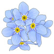 illustration of forget-me-not flowers on a white background