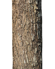 Aufkleber - Trunk of a tree Isolated On transparent Background.