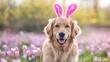 Dog of Golden Retriever breed adorned with Easter bunny ears