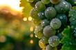 A close-up photograph showcasing fresh grapes covered in dew drops, illuminated by the warm glow of a setting sun, highlighting the beauty of agricultural produce in natural light.