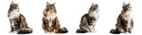 Fototapeta  - Cat PNG set - sitting photo of happy Norwegian Forest cat isolated transparent background