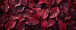 Red leaves background, burgundy foliage texture, nature backdrop, fuchsia color, gothic and dark art concept in the style of nature