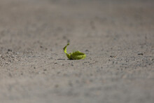 Sprout On The Ground