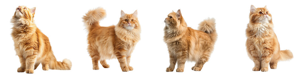 Wall Mural - Cat PNG set - standing photo of happy British Longhair isolated transparent background