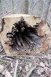 FU 2023-03-05 HeidbergSee 112 Blick in das Innere eines hohlen Baumstamms