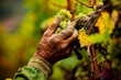 Close-up image showcasing the hands of an elderly farmer as they carefully tend to the grapevines, with a focus on the vibrant green grapes and autumn leaves.