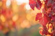 Close-up view of vibrant red autumn leaves with a beautifully blurred, glowing background suggesting the warmth of an autumn sunset.