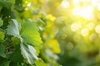 Close-up of fresh grape leaves bathed in sunlight, showcasing the natural beauty and detail of vineyard foliage in the summer.