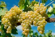 Cluster of ripe white grapes dangling from a vine, set against a vivid blue sky. Ideal for winemaking and viticulture themes.