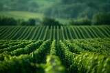 Fototapeta Zwierzęta - A scenic view of vibrant green vineyard rows bathed in the soft light of early morning, showcasing depth and texture in a tranquil rural landscape.