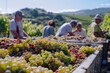 Workers selectively harvesting multicolored grapes in a vineyard with sunny hills in the background, depicting agriculture and teamwork.
