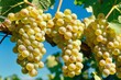 Close-up of succulent white grapes ripening on lush vines in a vineyard, with a clear blue sky in the background, highlighting natural agricultural beauty.