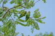 Cobalt-winged Parakeet. Brotogeris cyanoptera. Sani Island, Rio Napo, upper Amazon basin, Ecuador