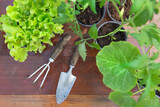 Fototapeta  - directly above view on gardening tools under leaf of vegetable seedlings on a wooden table -gardening  at springtime  concept