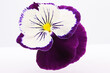 An image of an annual violet-white flower on a light background.