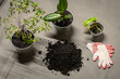 planting flowers in the office - universal flower soil