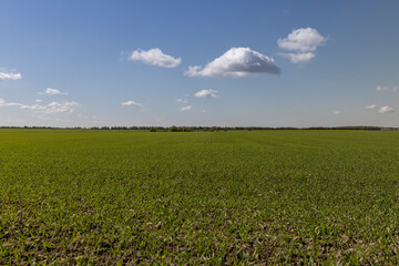 Wall Mural - young wheat in the soil, wheat harvest