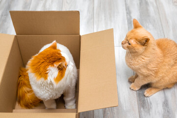 cat hiding in a box from another cat