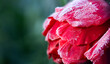 frozen red tulip in garden