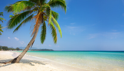 Wall Mural - tropical beach with coconut palm