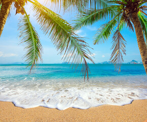 Wall Mural - tropical beach with coconut palm