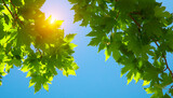 Fototapeta Zachód słońca - Beautiful green Leaves and blue sky with sun