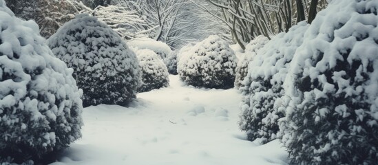 Poster - Path with snowy tracks winding between two trees