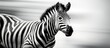 Zebra in front of blurred background