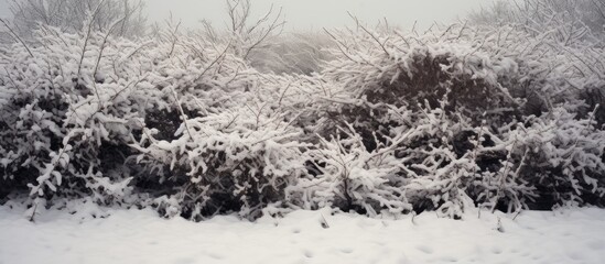 Sticker - Snow-covered trees and bushes in a wintry park