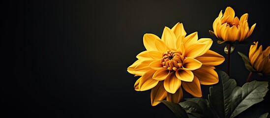 Poster - yellow flowers with green leaves on dark backdrop