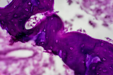 Wall Mural - Tissue sample of Bone human, Elastic cartilage human and Red bone marrow under the microscope in Lab.