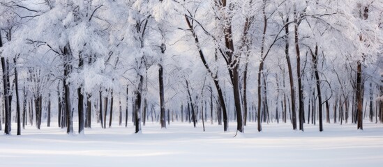 Wall Mural - Snow-covered forest trees