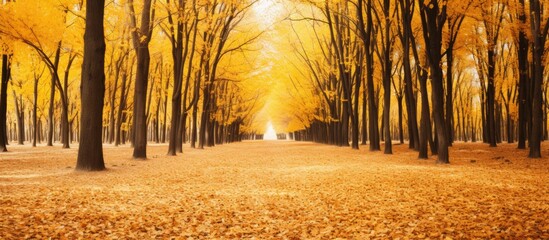 Poster - A serene path with golden autumn leaves