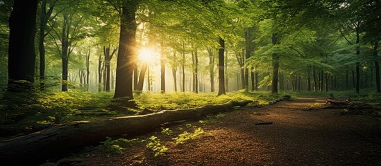 Poster - A fallen tree in a woodland