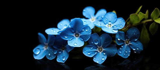 Poster - Blue flowers with water droplets