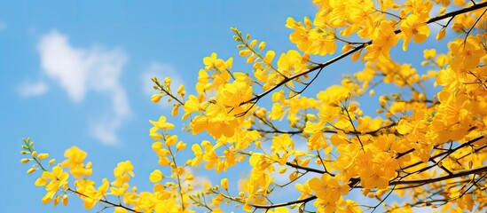 Poster - Yellow flowers bloom on a tree against blue sky