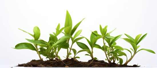 Wall Mural - Three plants emerging from soil