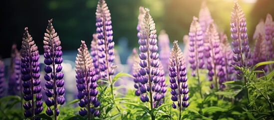 Wall Mural - Purple flowers in a meadow under dappled sunlight