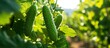 Numerous cucumbers thrive on garden vine
