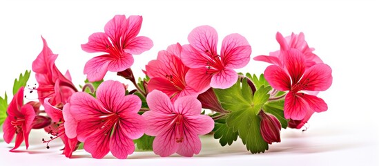 Wall Mural - Pink flowers with green leaves