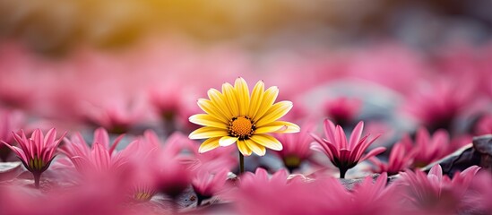 Canvas Print - Yellow flower among pink blooms