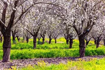 Canvas Print - The branches of flowering trees