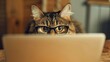 Cute chubby cat with glasses peeking out from behind a laptop, ready to assist with work or study sessions.