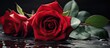 Two red roses with water droplets on a black surface