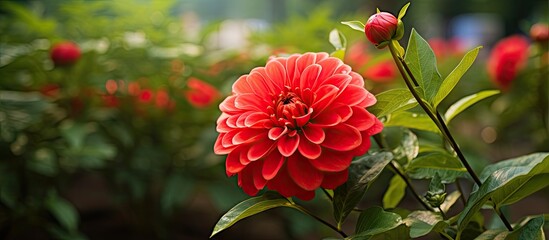 Canvas Print - Red bloom thrives in garden